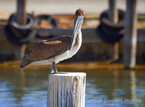 Piled High & Dry_28784.jpg - Brown Pelican (Pelecanus occidentalis) photographed along the Gulf coast near Port Lavaca, Texas, USA.
